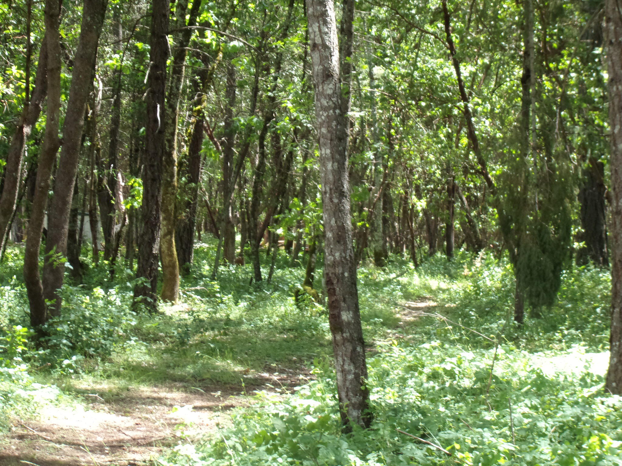 02409 Smokey Lane