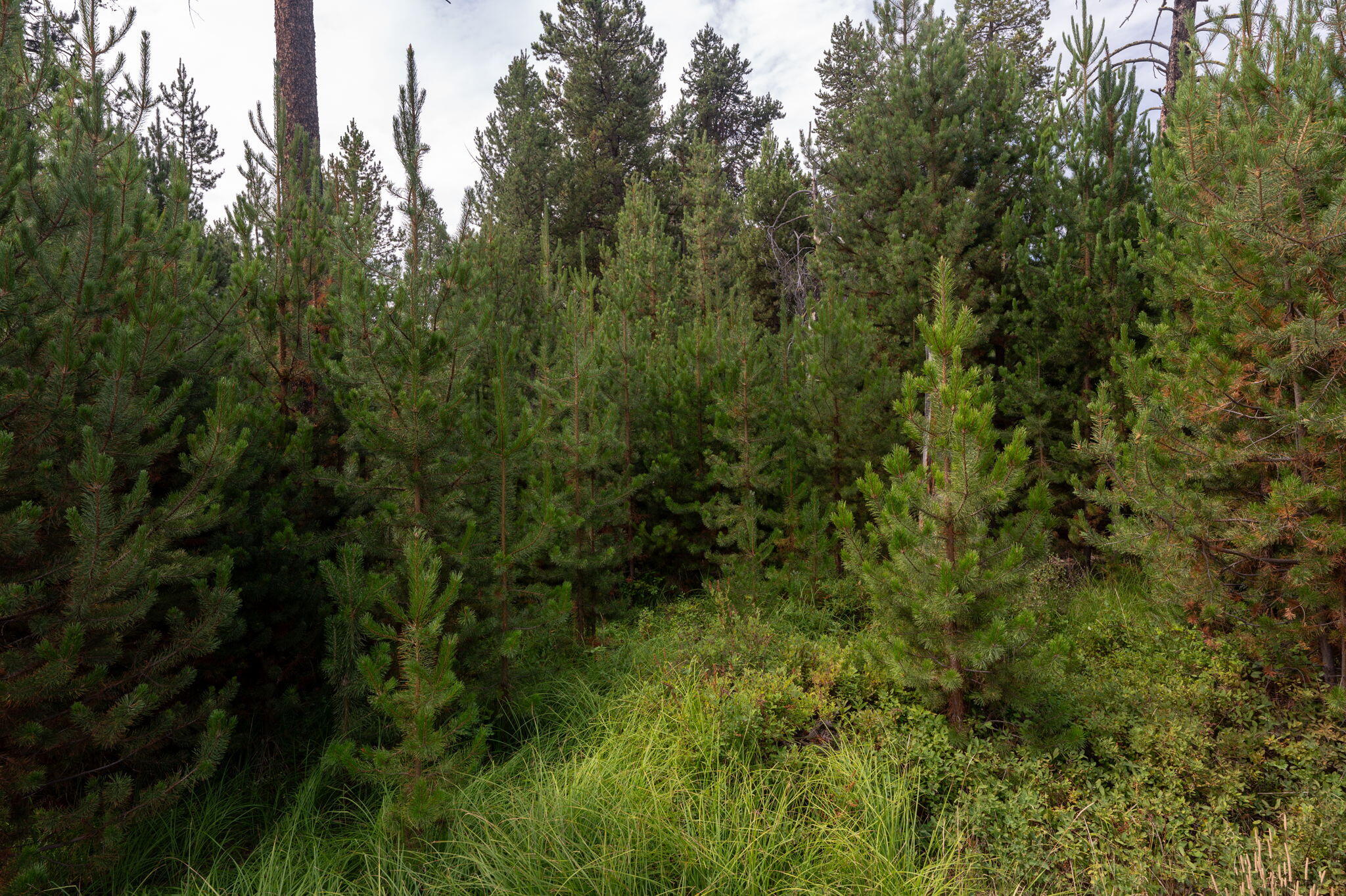 Deschutes River Acre - Land