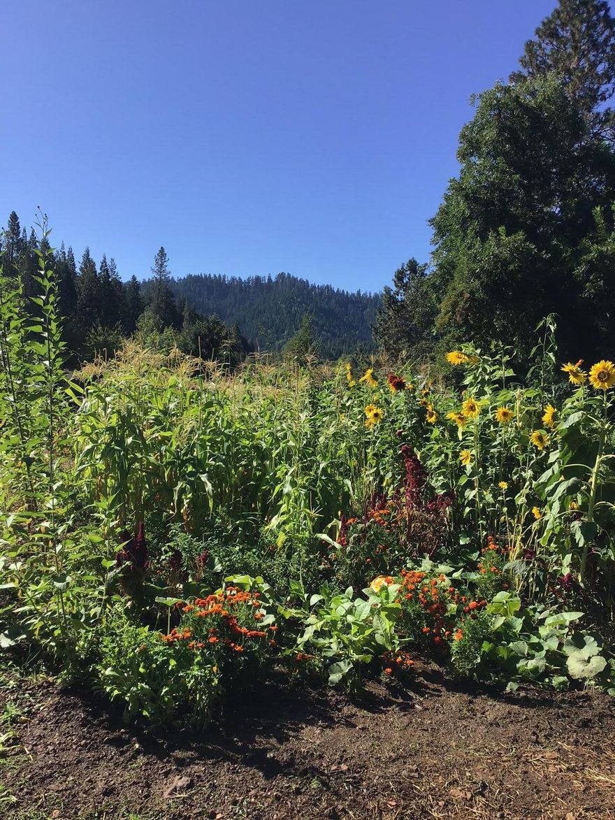 Peaceful retreat in the mountains of southern Oregon!  Established garden surrounded with beautiful mountain views.  Ready to build with water and electricity in place.   South-facing and fully fenced, the land has been developed over the years into a productive garden, promising many seasons of abundance and enjoyment.

     Mature trees, including: black walnut, English walnut, apple, pear, cherry, plum, cedar, oak, pine and maple, and a wide variety of perennial herbs and shrubs.  Ready for homesteading, farming supplies such as: cargo box, fencing, greenhouses, etc., are available upon request.

     Relax in the peaceful farming community of Glendale.  With the Cow Creek, Rogue River, and South Umpqua River nearby, the ocean and ski mountains just hours away, this is the perfect place for the outdoor enthusiast and farmer. Come share in the bounty of Southern Oregon!