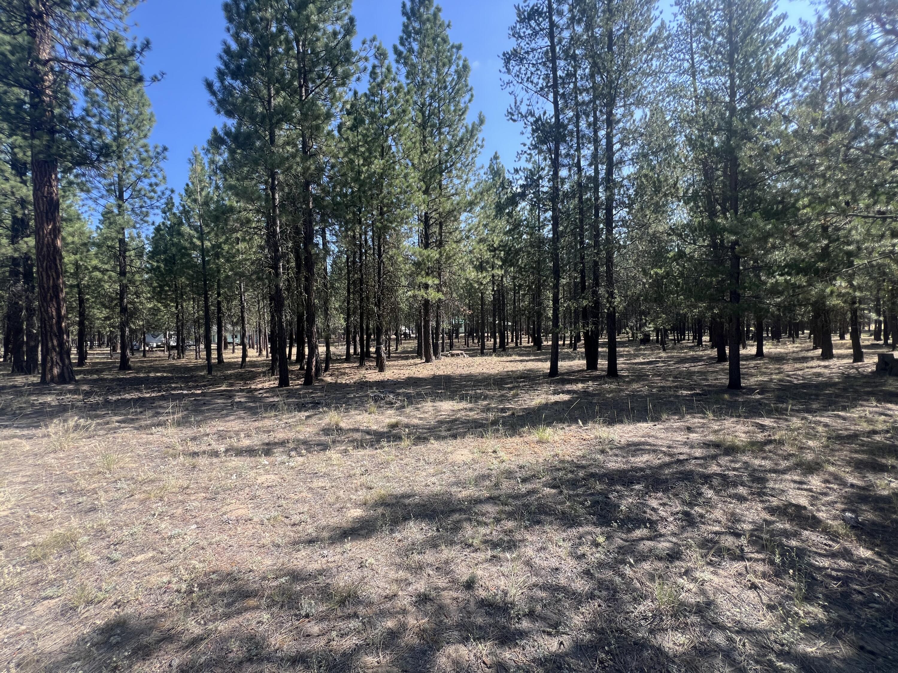Ponderosa Pines - Land