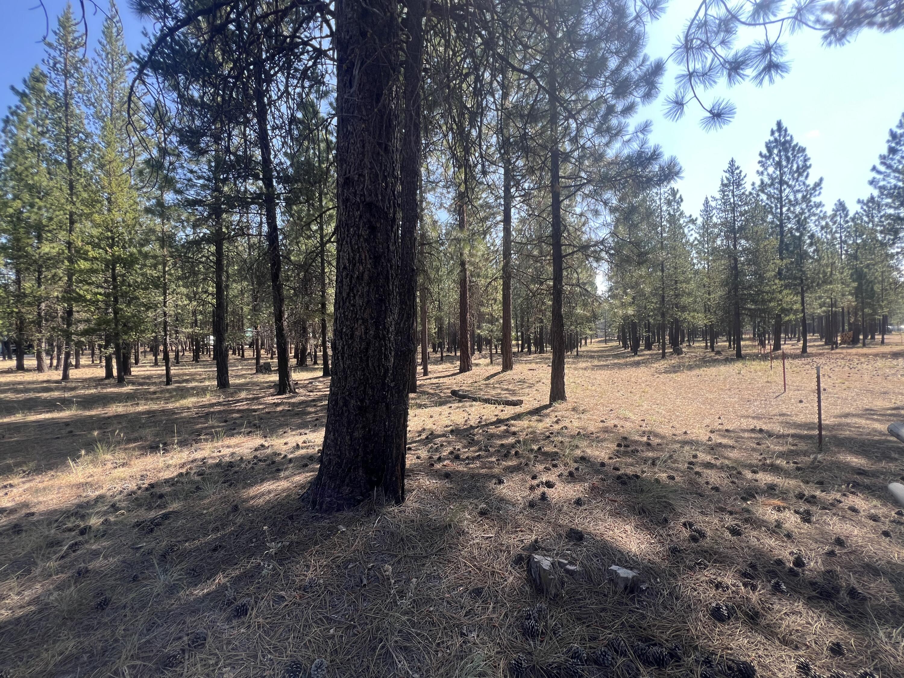 Ponderosa Pines - Land