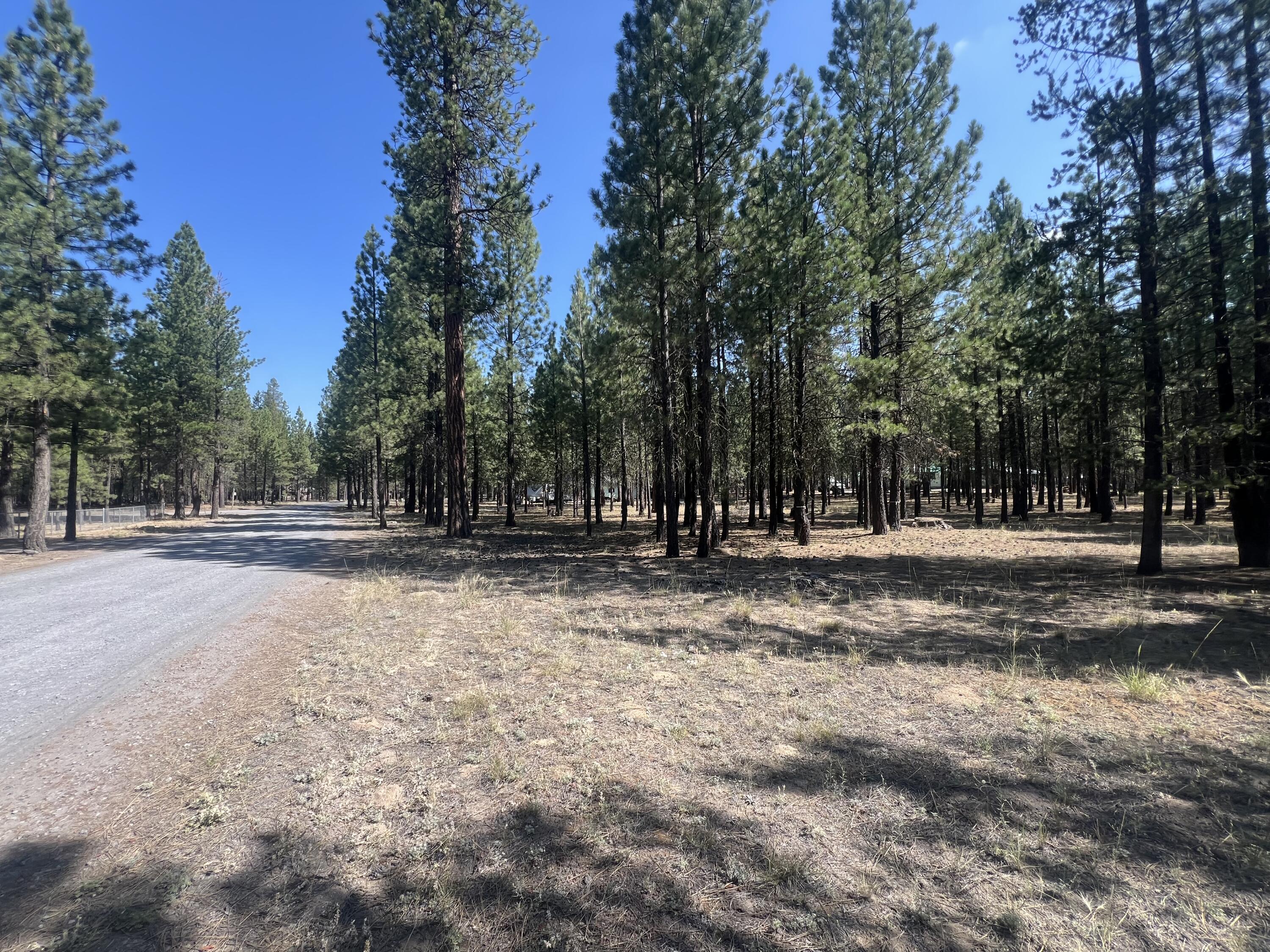 Ponderosa Pines - Land