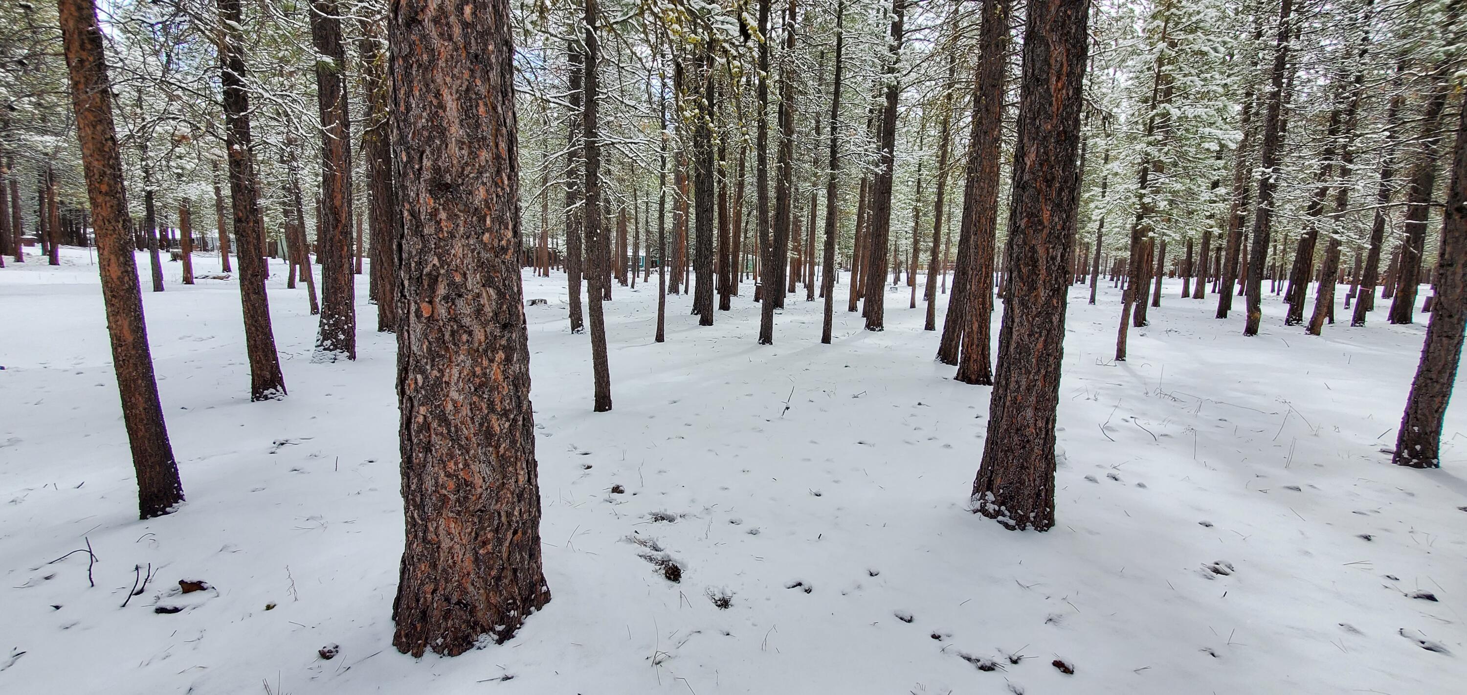 Ponderosa Pines - Land