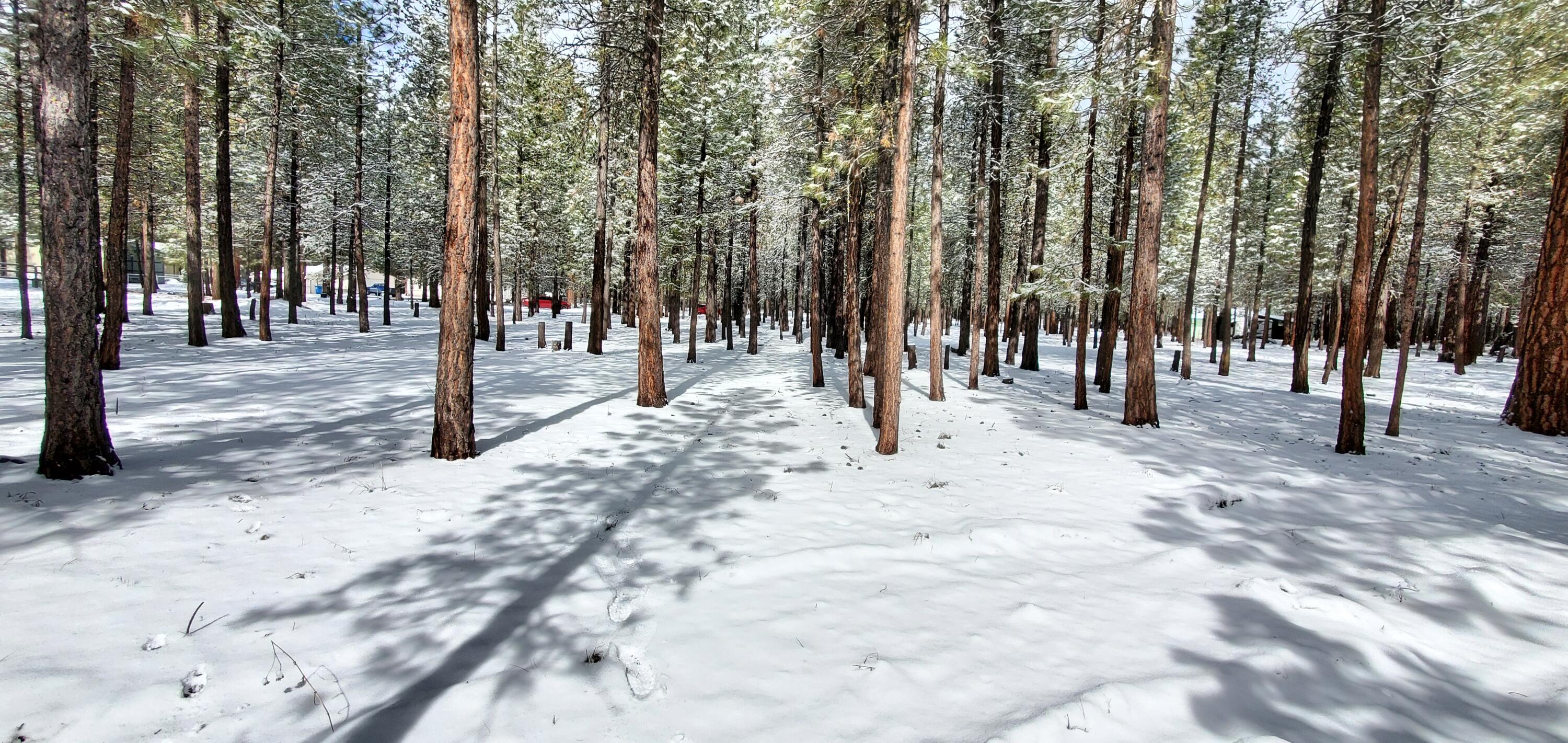 Ponderosa Pines - Land