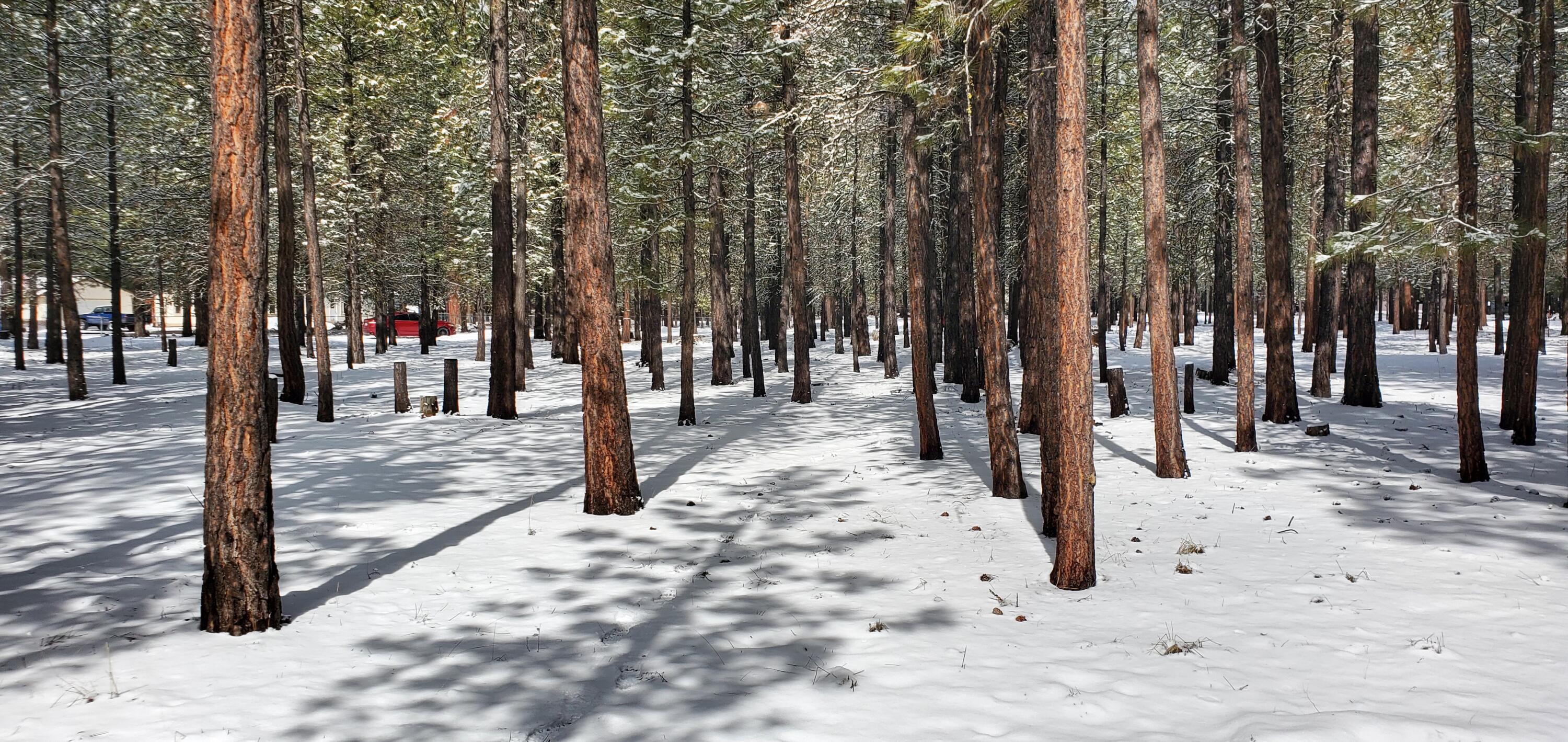 Ponderosa Pines - Land