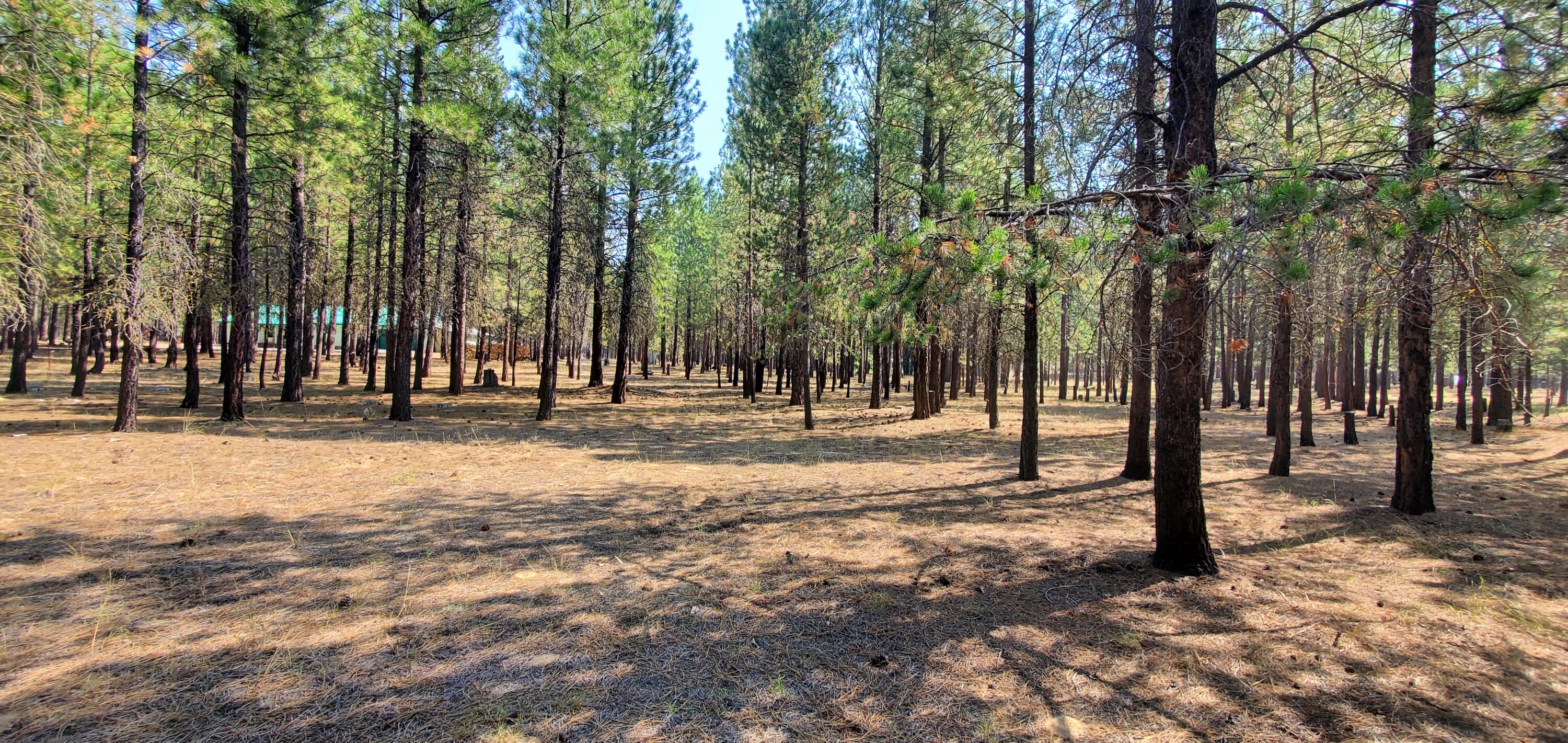 Ponderosa Pines - Land