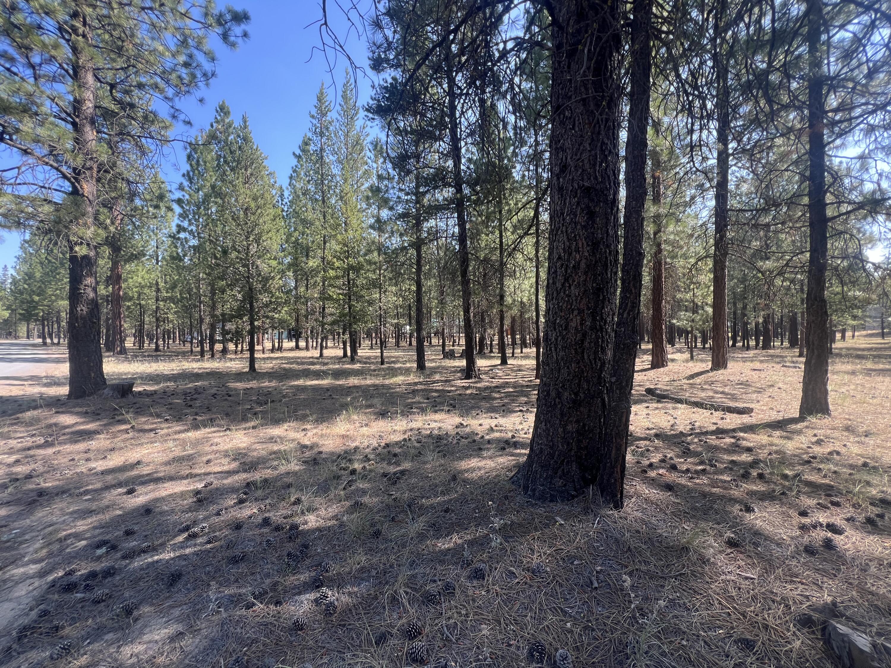 Ponderosa Pines - Land