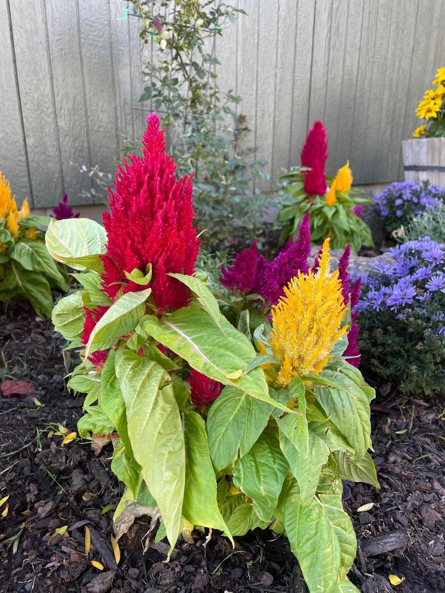 Hayden View - Residential