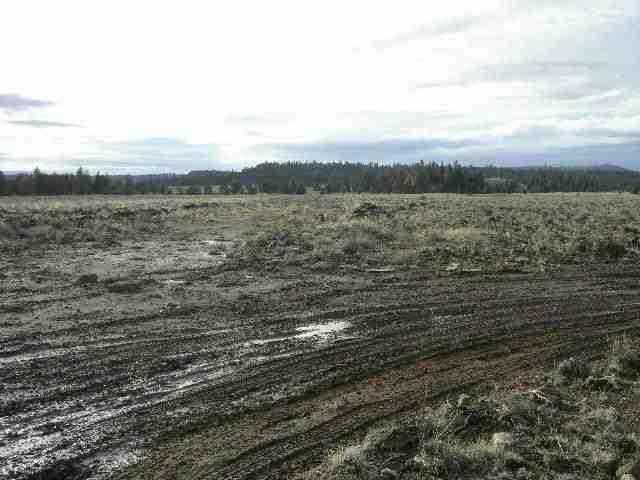 Oregon Pines - Land
