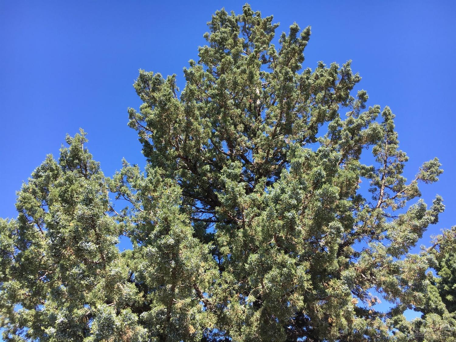 Whispering Pines - Residential