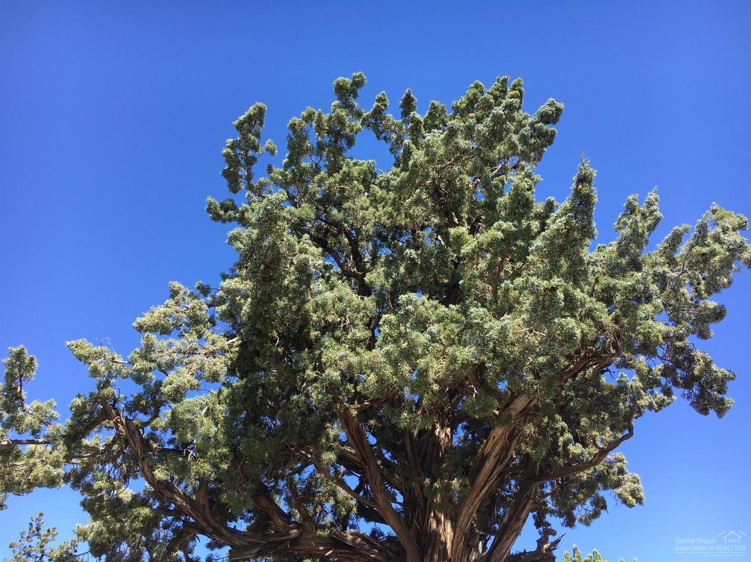 Whispering Pines - Residential