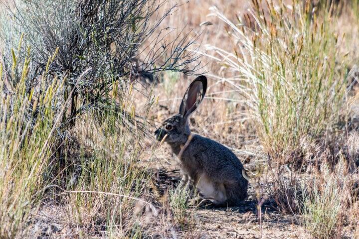 Brasada Ranch - Residential