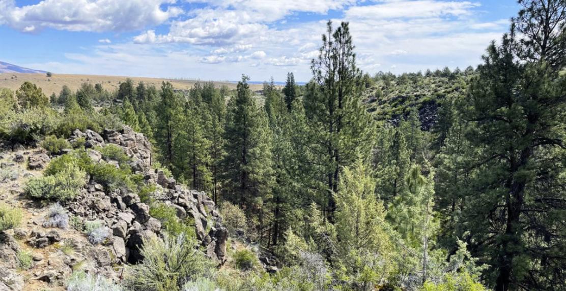 Pine Hollow Development - Farm