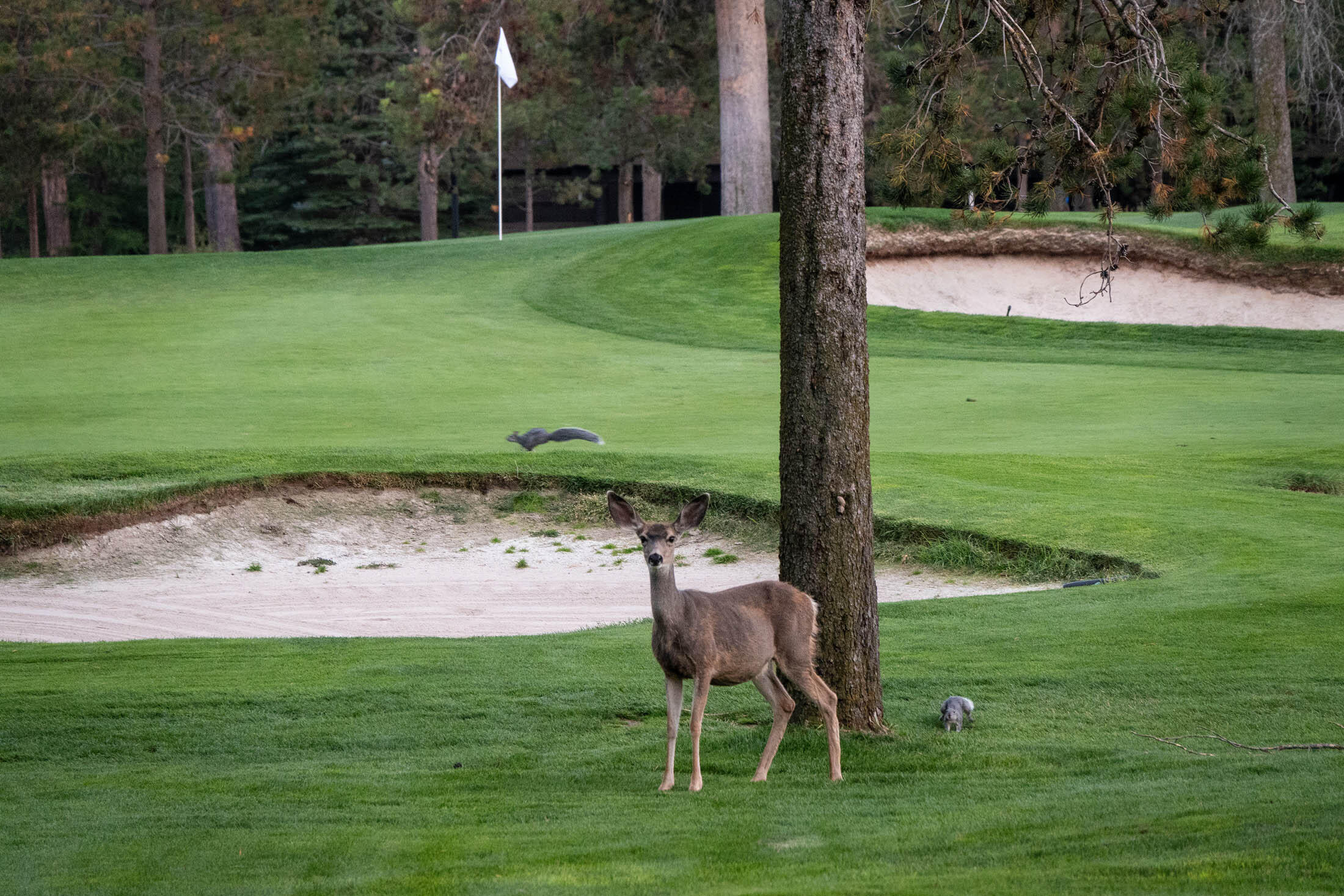 Fairway Crest Village - Residential