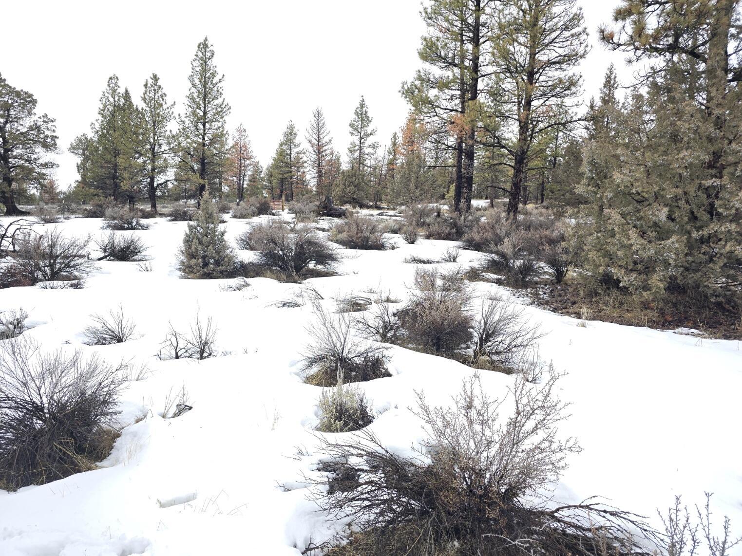 Klamath Forest Estates -First Addition - Land