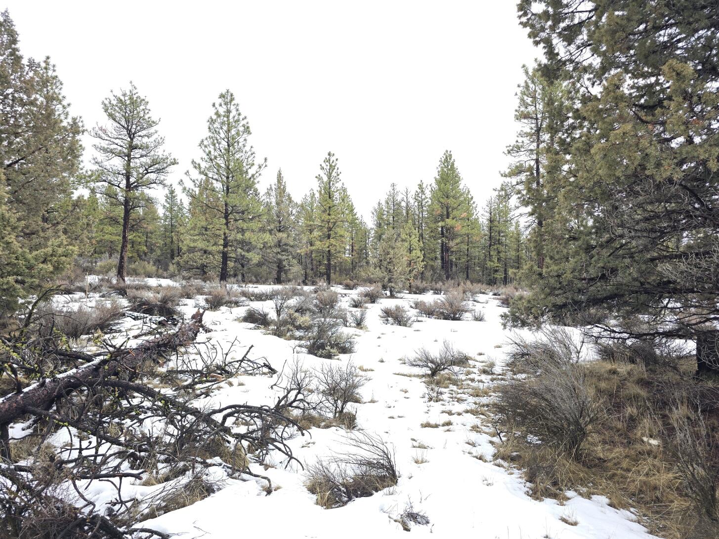 Klamath Forest Estates -First Addition - Land