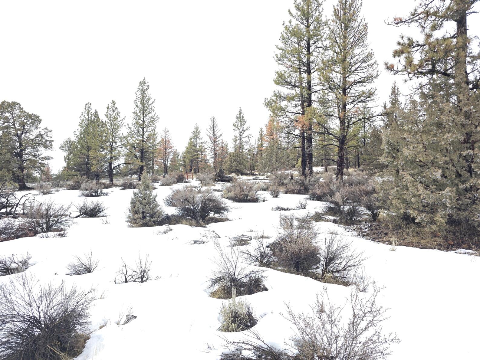 Klamath Forest Estates -First Addition - Land