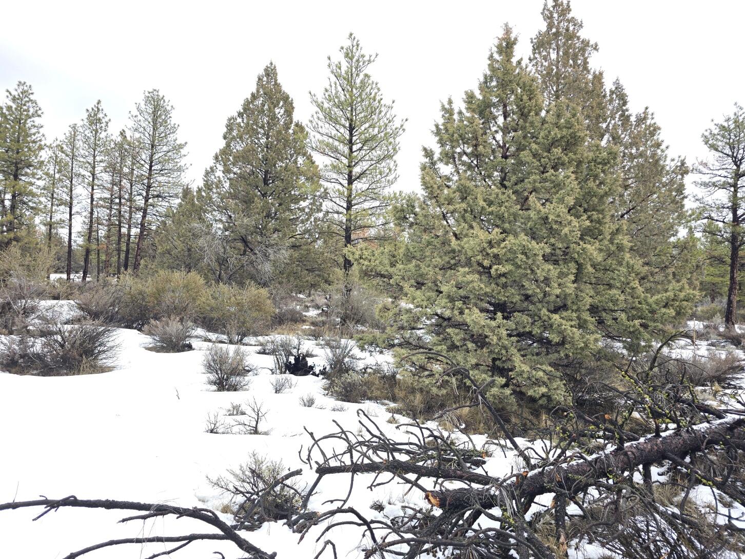 Klamath Forest Estates -First Addition - Land