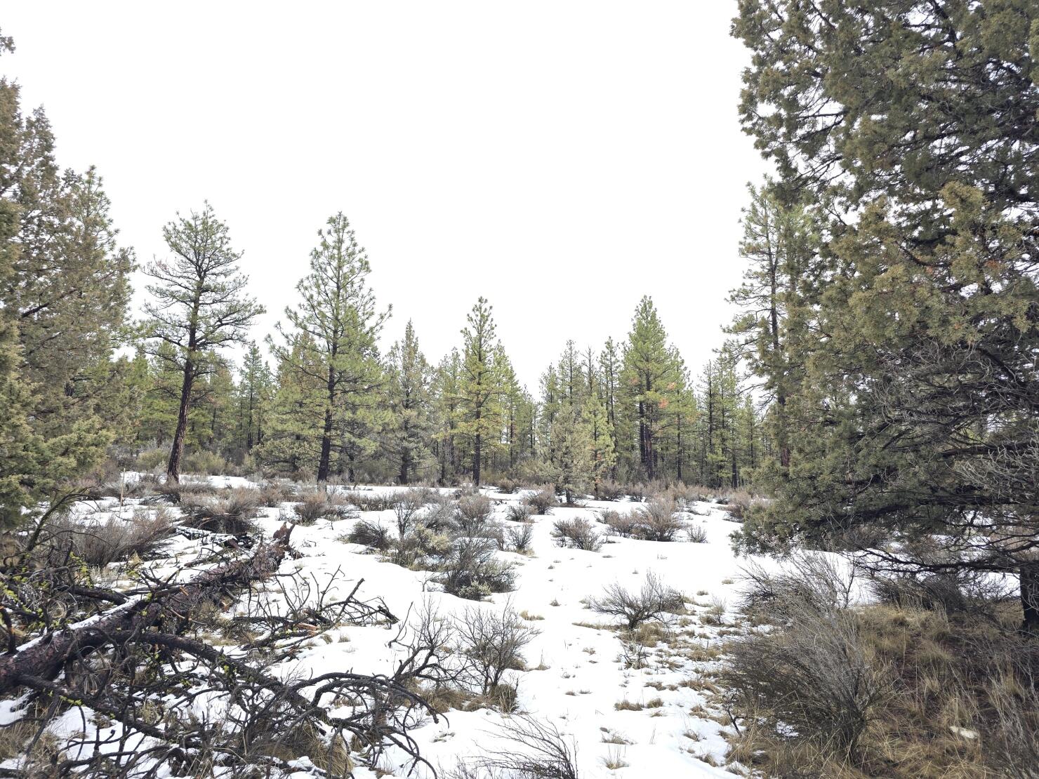 Klamath Forest Estates -First Addition - Land