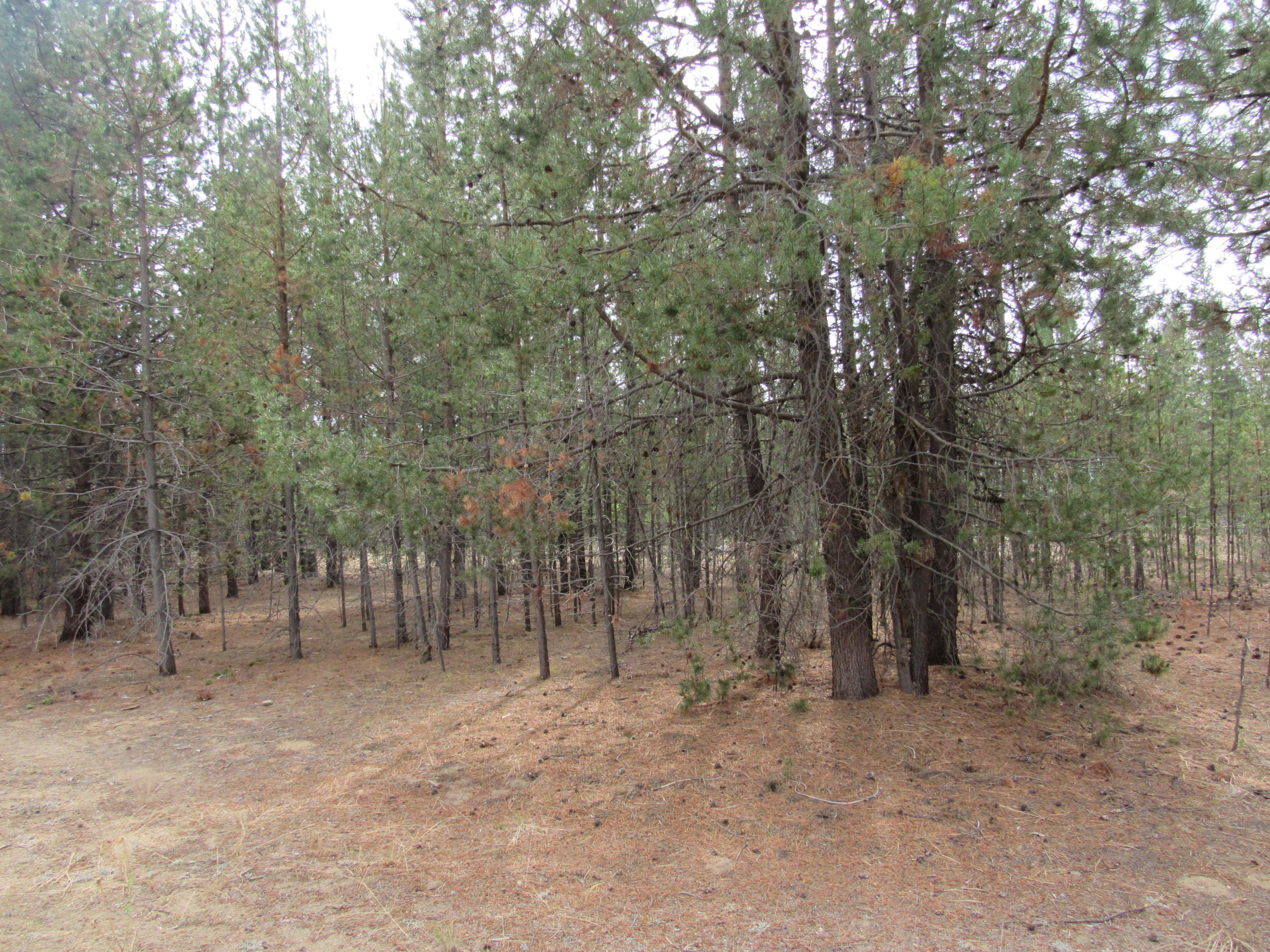 Desc Rvr Hmst Rimrk - Residential