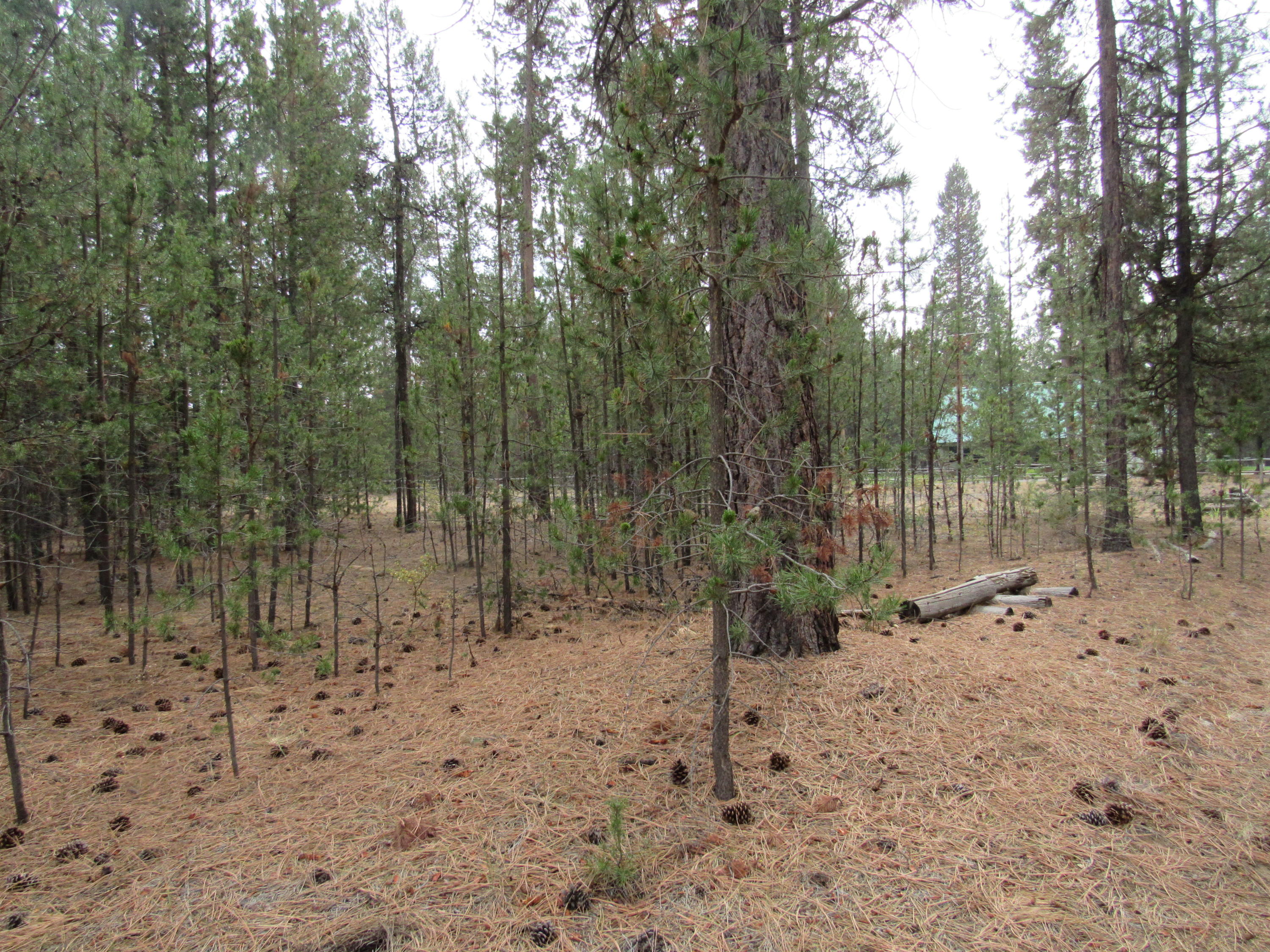 Desc Rvr Hmst Rimrk - Residential