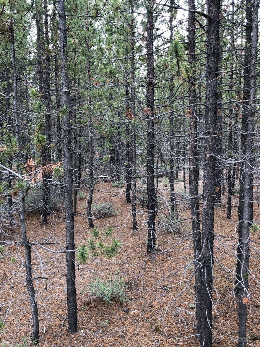 Great level lot for easy building, currently has a hand dug well. Approximately 15 miles from Odell & Crescent lakes, and Willamette Pass Ski Resort. Located minute from National Forest Lands that allows hiking, horseback riding and fishing during summers and great snowmobiling in winter