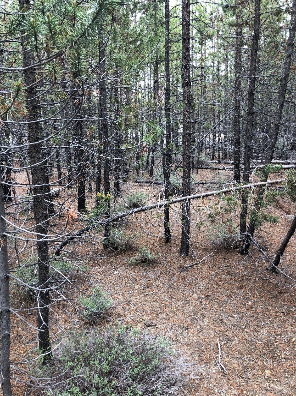 Two Rivers North - Land