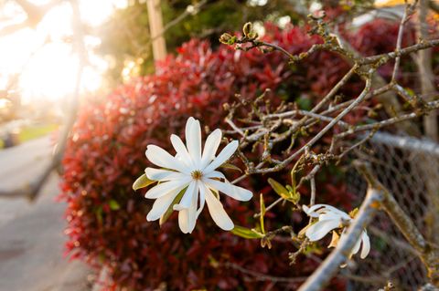 Tiny photo for 22 SW Elm Street, Grants Pass, OR 97526 (MLS # 220217659)