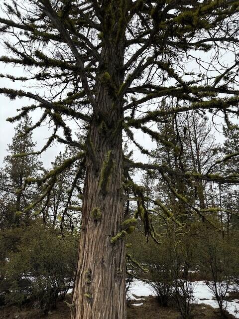 Klamath Falls Forest Estates -Hwy 66 Unit -Plat No. 1 - Land