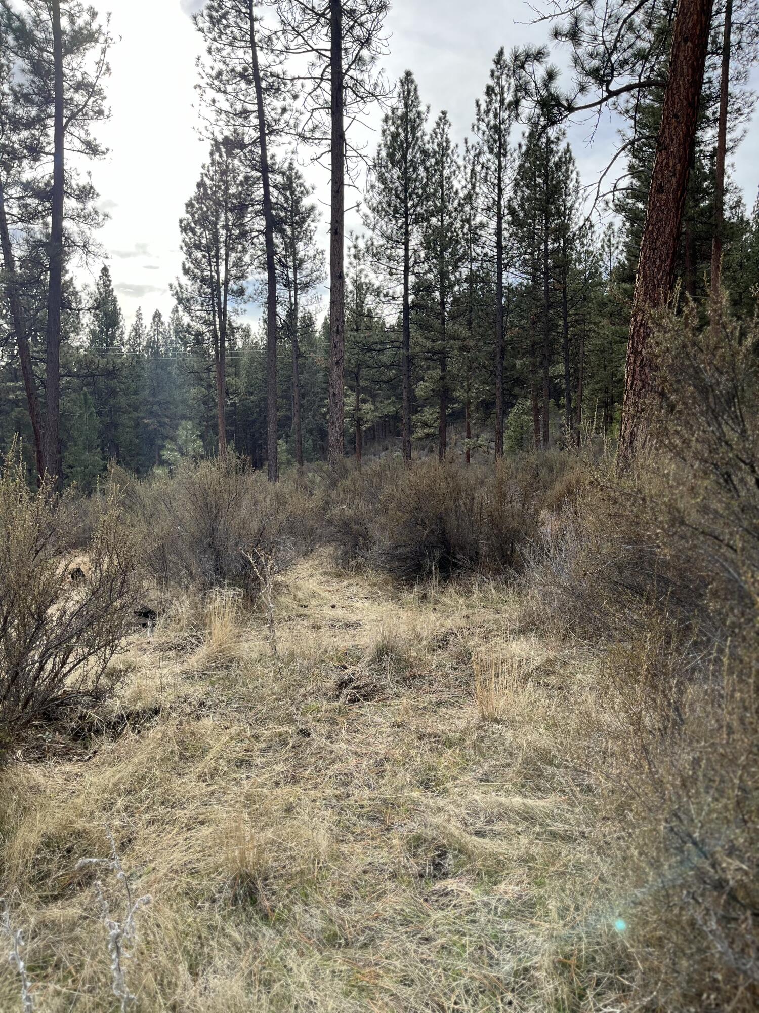 Lone Pine On The Sprague - Land