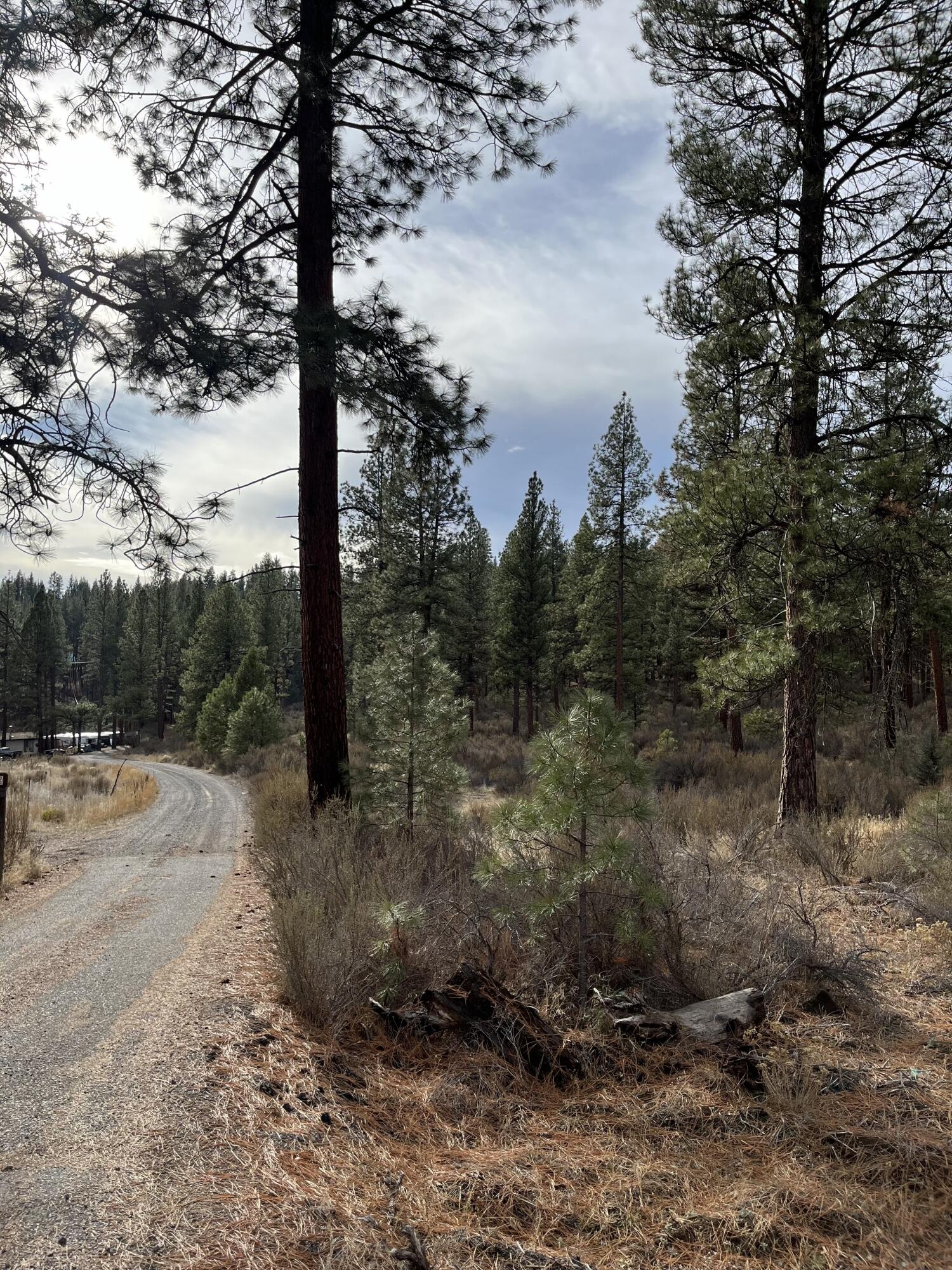 Lone Pine On The Sprague - Land