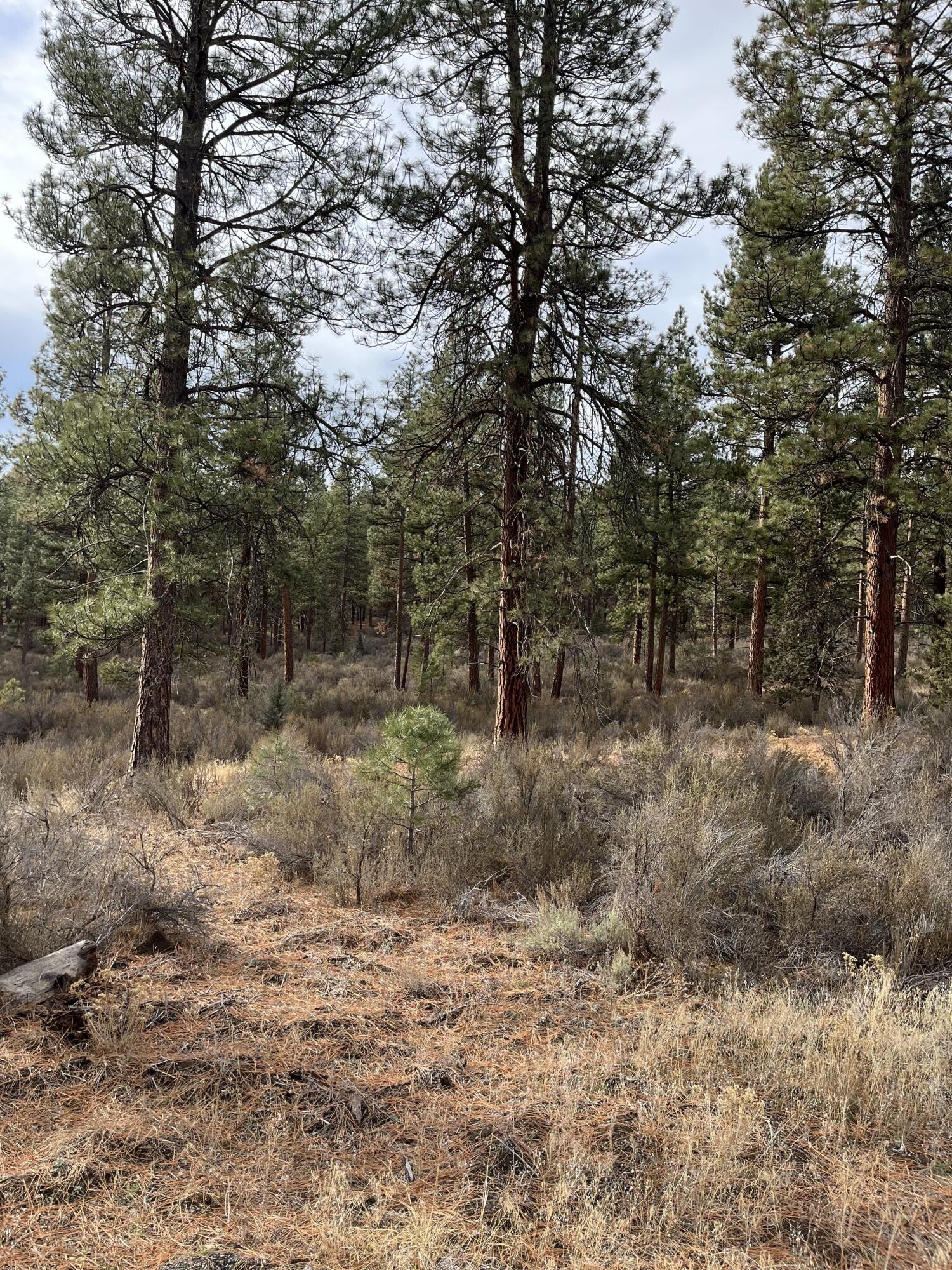 Lone Pine On The Sprague - Land