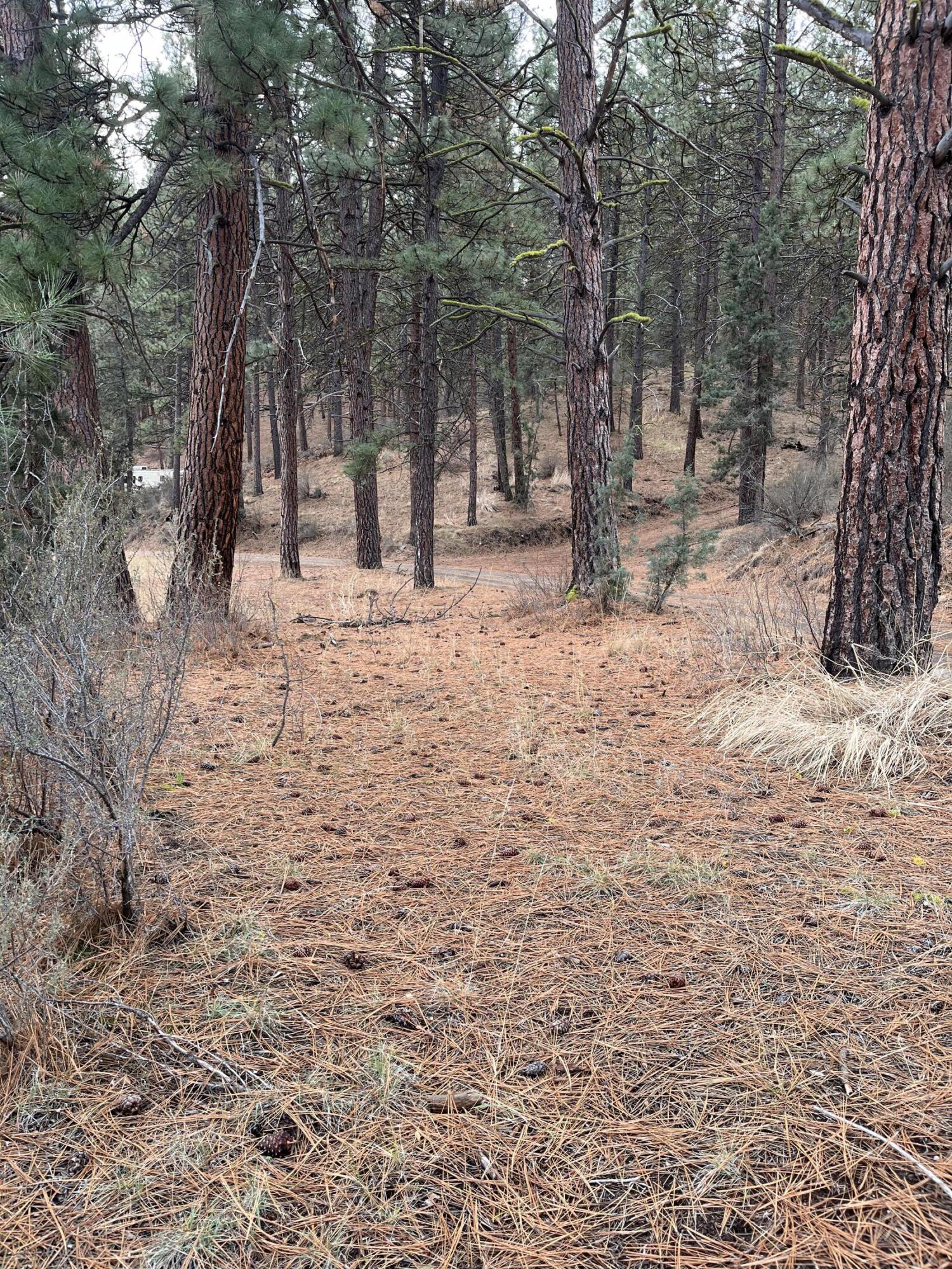 Lone Pine On The Sprague - Land