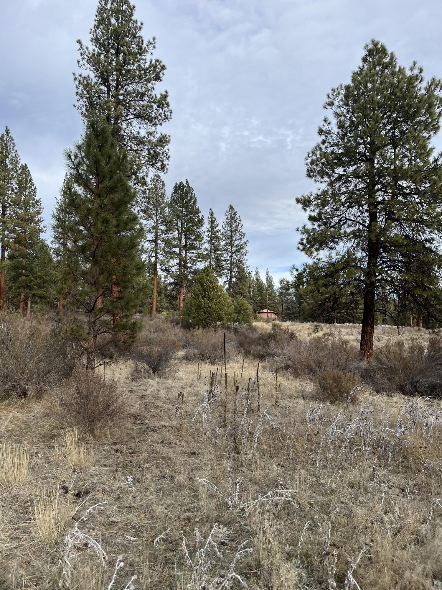 Lone Pine On The Sprague - Land