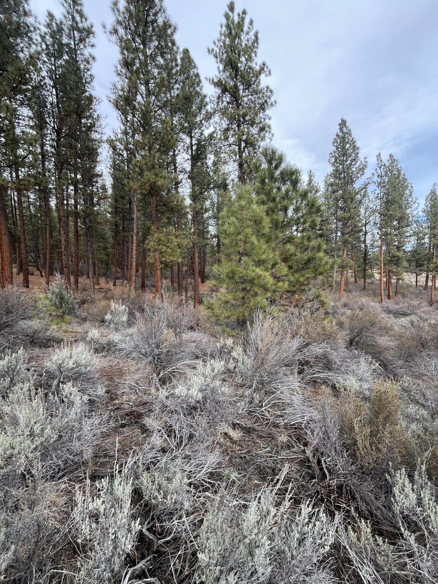Lone Pine On The Sprague - Land
