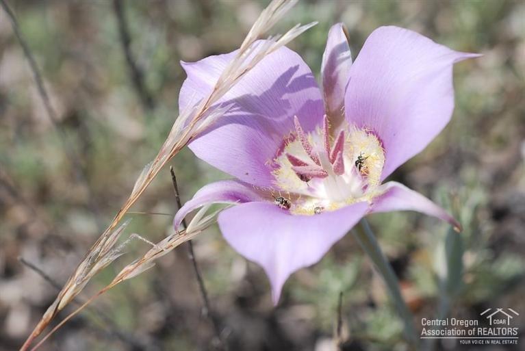 Crooked River Ranch - Residential