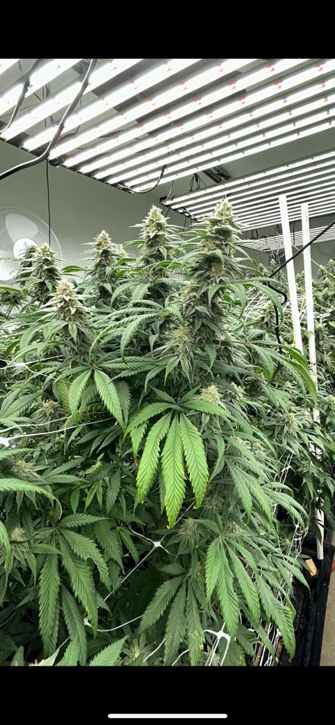 Tiny photo for 2315 Upper River Road Loop, Grants Pass, OR 97527 (MLS # 220212551)