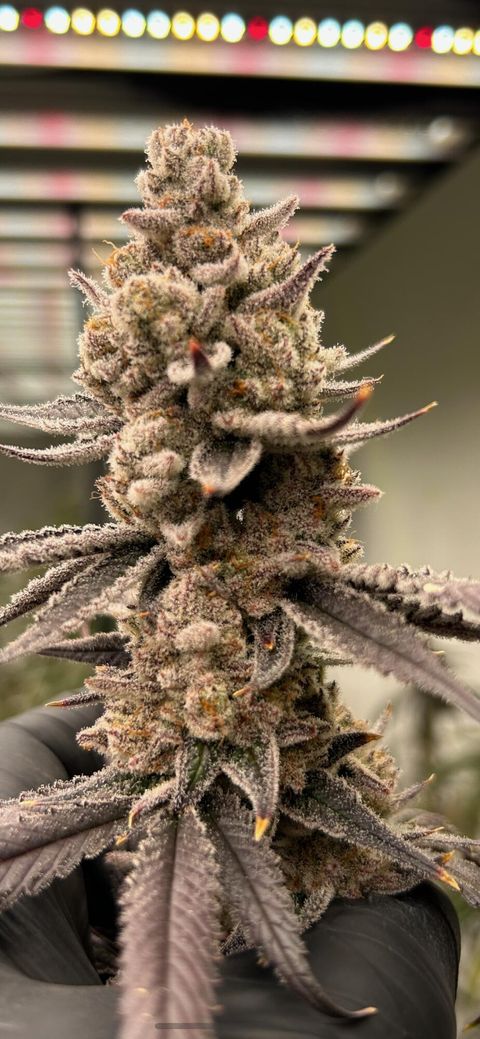 Tiny photo for 2315 Upper River Road Loop, Grants Pass, OR 97527 (MLS # 220212551)