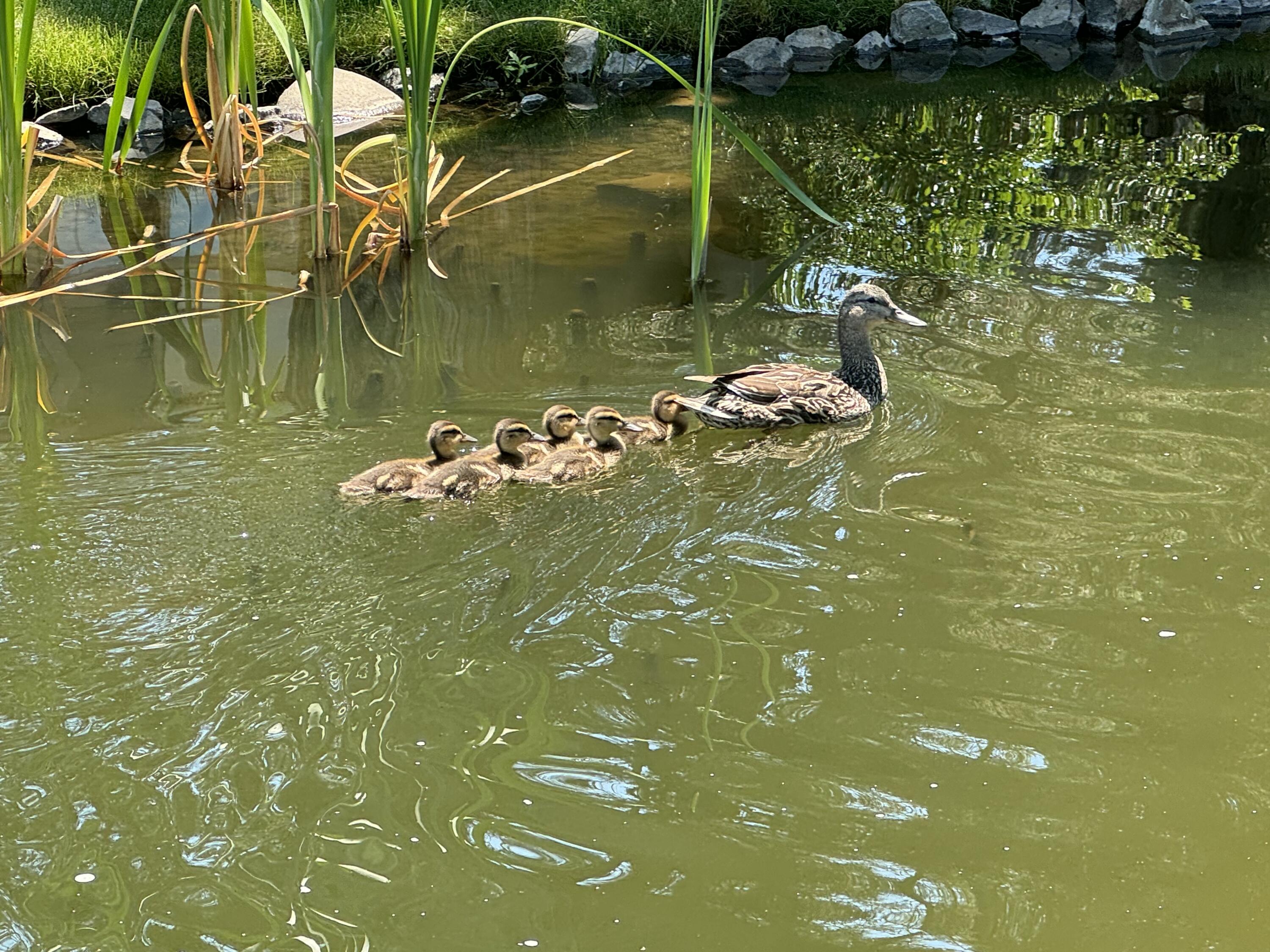 Eagle Crest - Residential