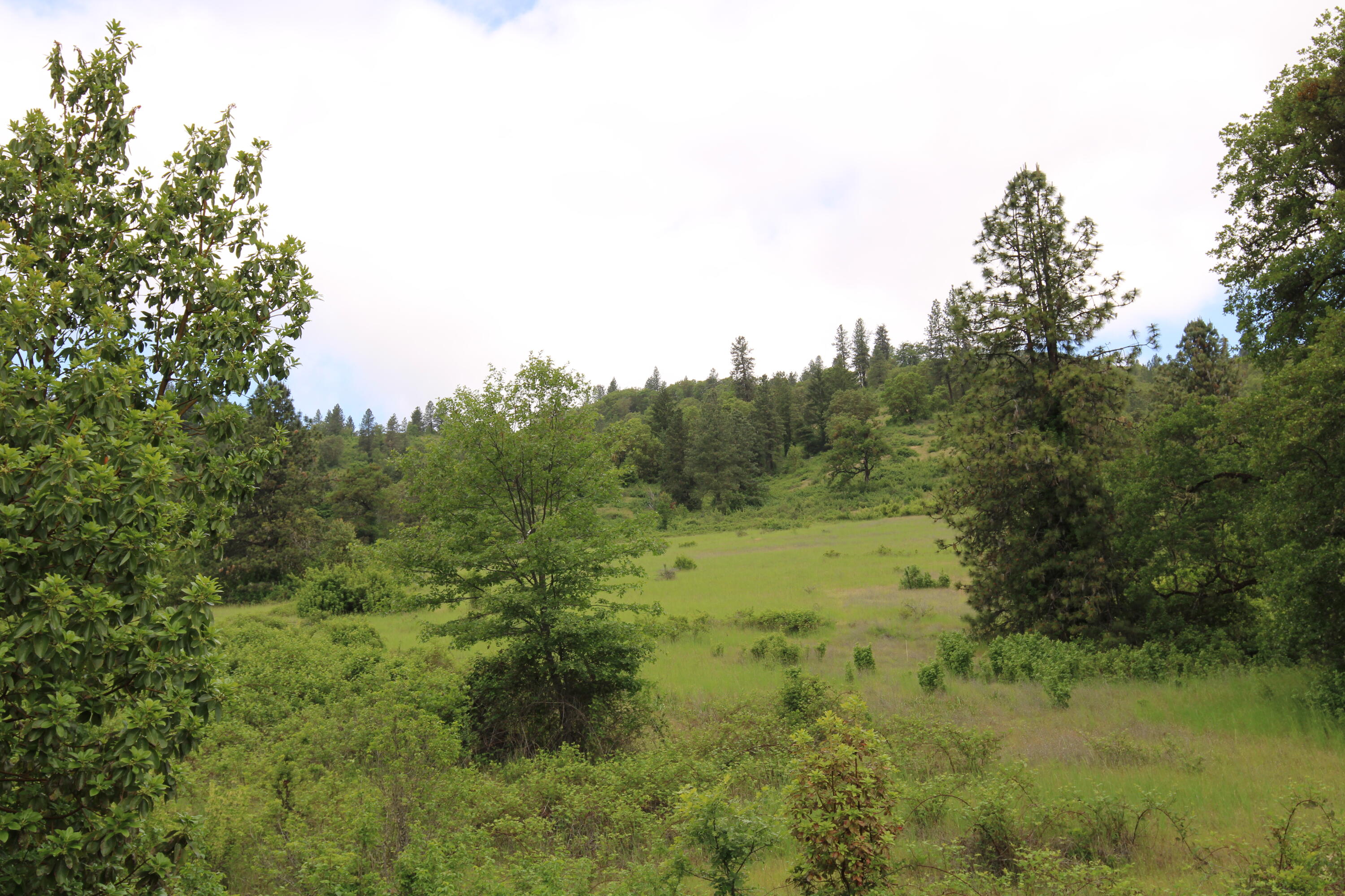 Cow Creek Road 100
