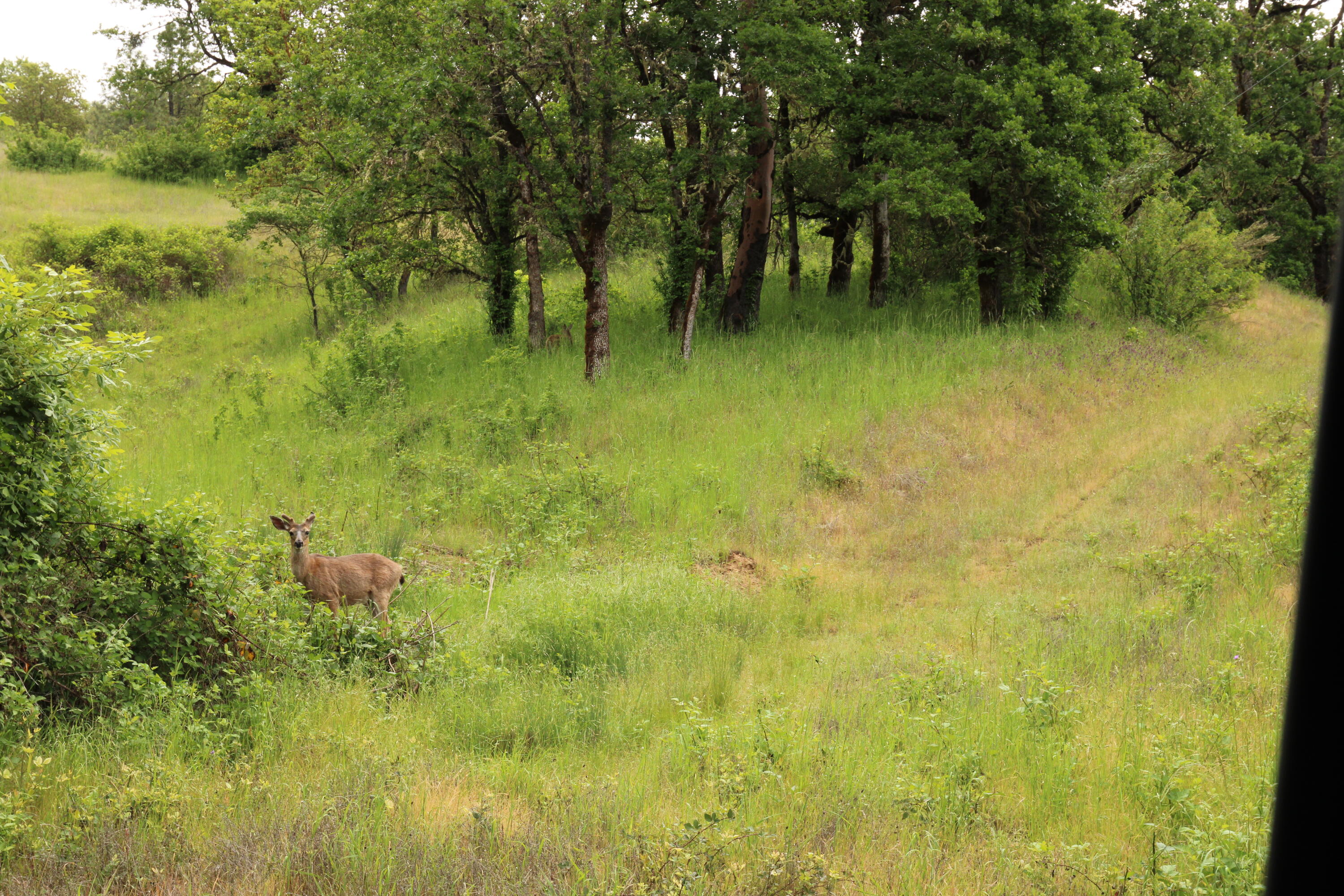 Cow Creek Road 100