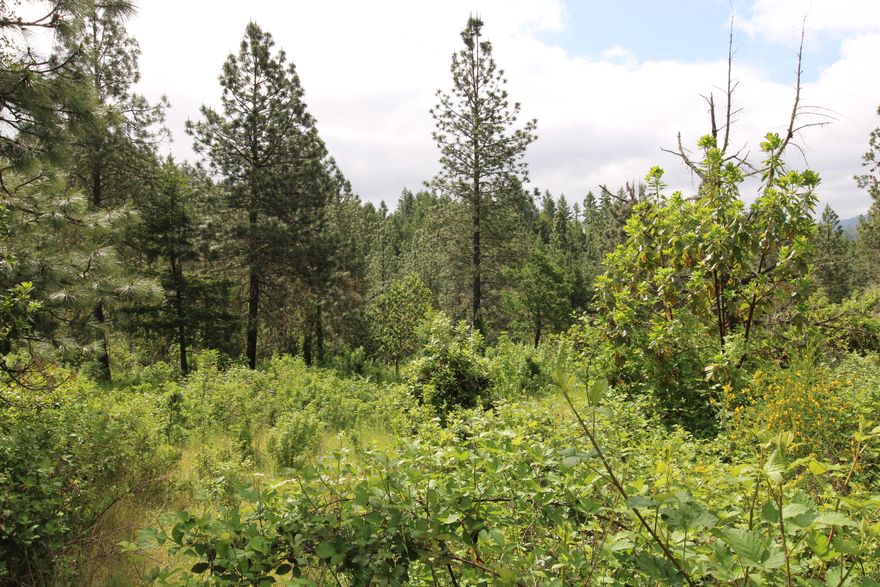 Property contains a large deposit of rock tailings which are highly desired. Also, a burial of Native Cow Creek Chief is located on the property. Blacktailed deer, turkeys, quail, and Roosevelt elk are abundant on the property.