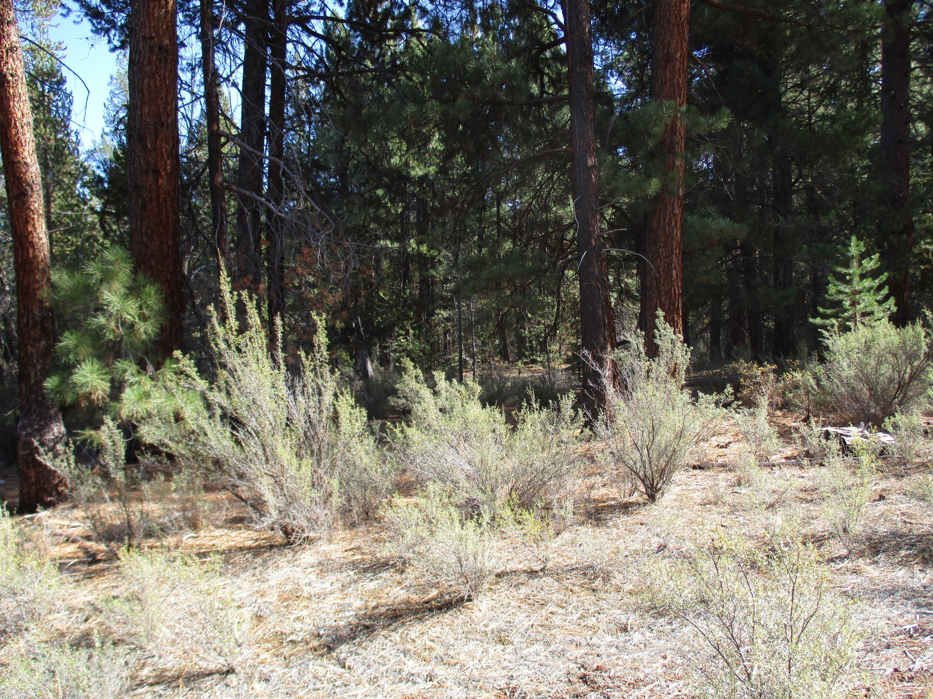Sprague River Pines - Land
