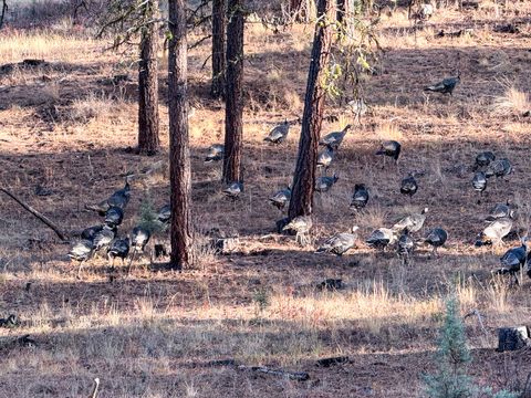 Tiny photo for 28000 SE Paulina Highway, Prineville, OR 97754 (MLS # 220212205)