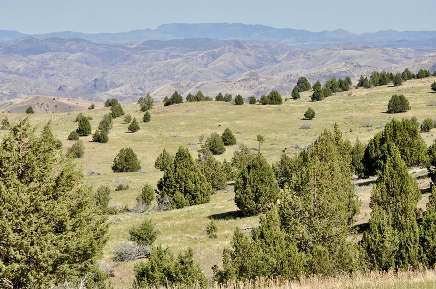Just minutes from the John Day River at Clarno lies the John Day Breaks Pasture, 4,354.69± contiguous, deeded acres, plus 557± acres of BLM lands fenced which is permitted for 21 Animal Unit Months (AUMs) of grazing. Plus, the property borders several thousand additional acres of BLM lands. The rolling terrain has tremendous views of the magnificent John Day River Canyon, plus is transected by 5 draws which provide seasonal drainage and along with springs provide good water and cover for livestock and wildlife alike. The varied terrain is frequented by Rocky Mountain elk, mule deer, pronghorn antelope, chukkar, turkey and other wildlife native to the area. With the supplemental feeding of approximately 1 ton of purchased hay/Animal Unit (AU, 1 AU = 12 AUMs), the John Day Breaks Pasture has historically supported 143 AUs.  It is just 2± miles from the boating ramp on the John Day River at Clarno, for rafting, boating and fly fishing for native Steelhead trout and smallmouth bass!!
