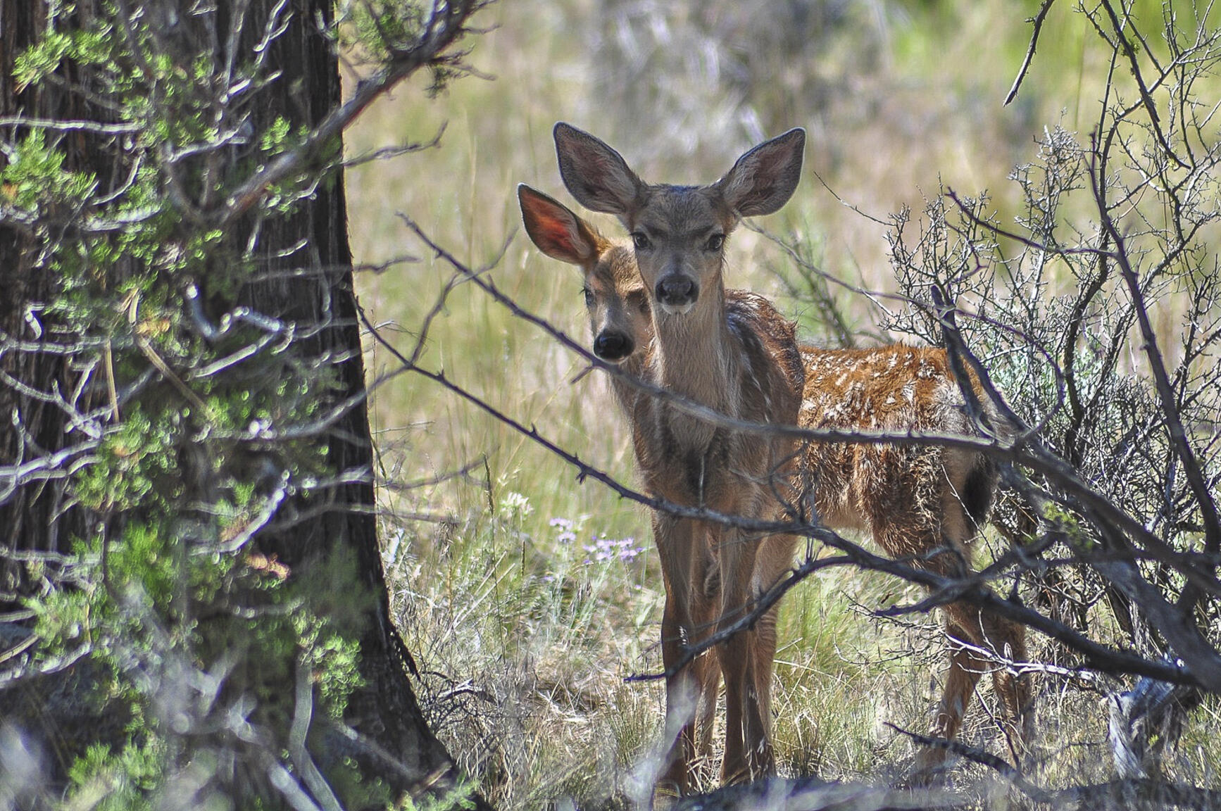 Starr Ranch - Residential