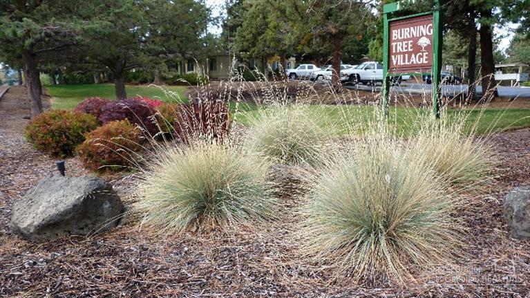 Burning Tree Vill - Residential