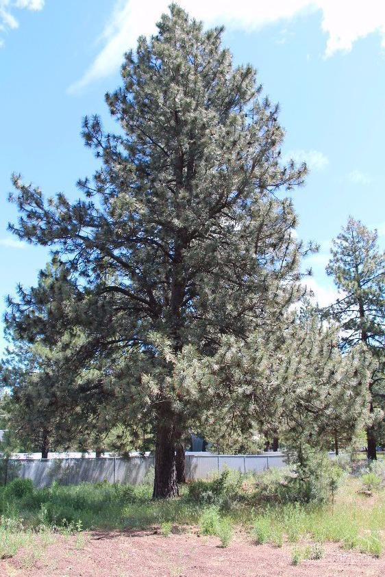 Deschutes RiverWoods - Residential