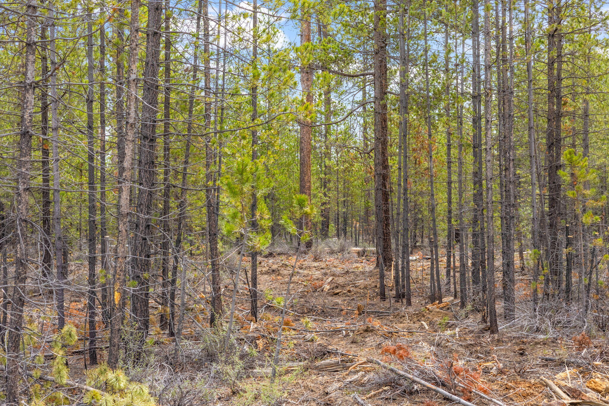 Wagon Trail Acreages - Land