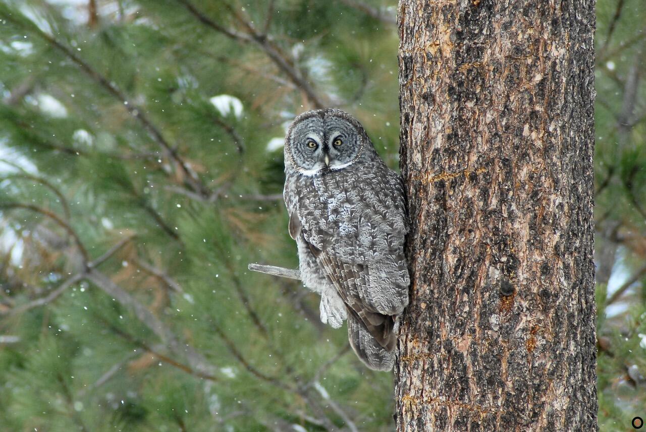 Blissful Acres - Residential